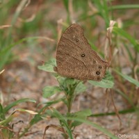 Melanitis leda Linnaeus, 1763